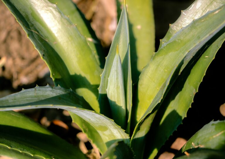 מרכז מוצרי בריאות ואולוורה בלוד בחנות האינטרנט